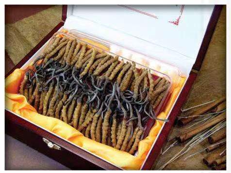 乌苏冬虫夏草回收